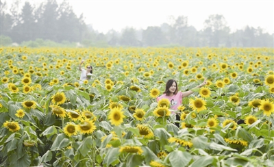 构建七大共享服务平台 走进大美乡村…