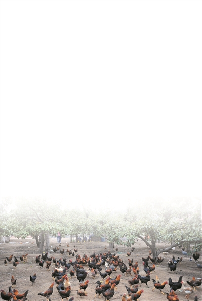 眼看自家连死500只鸡 能不着急上火? 令人没想