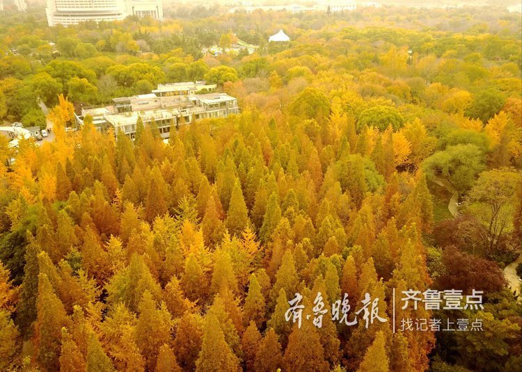 济南最大水杉林变红,加上银杏不敢想了