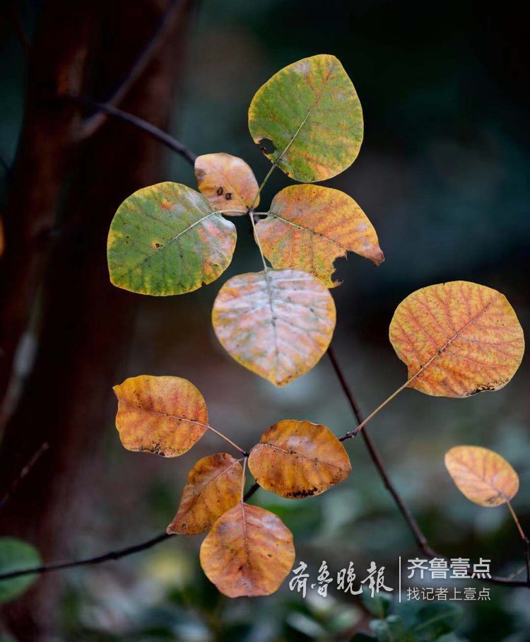 解落三秋叶能开二月花,千佛山秋叶醉人