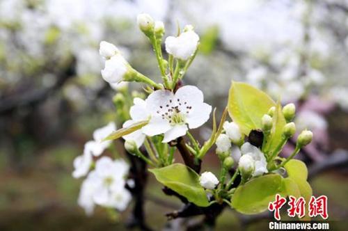 “雨水”节气春意浓 顺应天时的民俗有哪些？