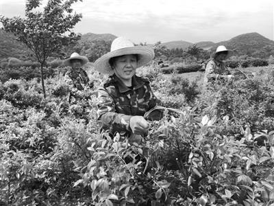 种植园;传统;都会;习俗;市民;南京市;季节;透着■立夏前后 乌饭飘香