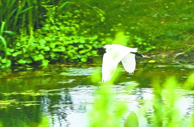 湿地;公园;绿草;秋英花;鸟语花香;红花;盛开;水质湿地公园白鹭飞