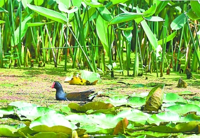 湿地;公园;绿草;秋英花;鸟语花香;红花;盛开;水质湿地公园白鹭飞