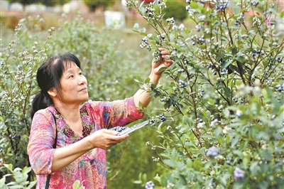 广州日报讯(全媒体记者陈家源 通讯员胡金辉摄影报道)昨日记者从梅州