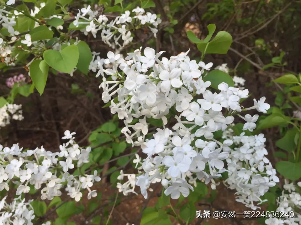 [原创]白花欧丁香