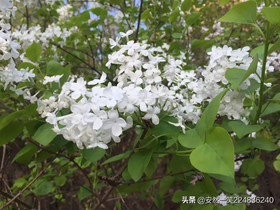 [原创]白花欧丁香