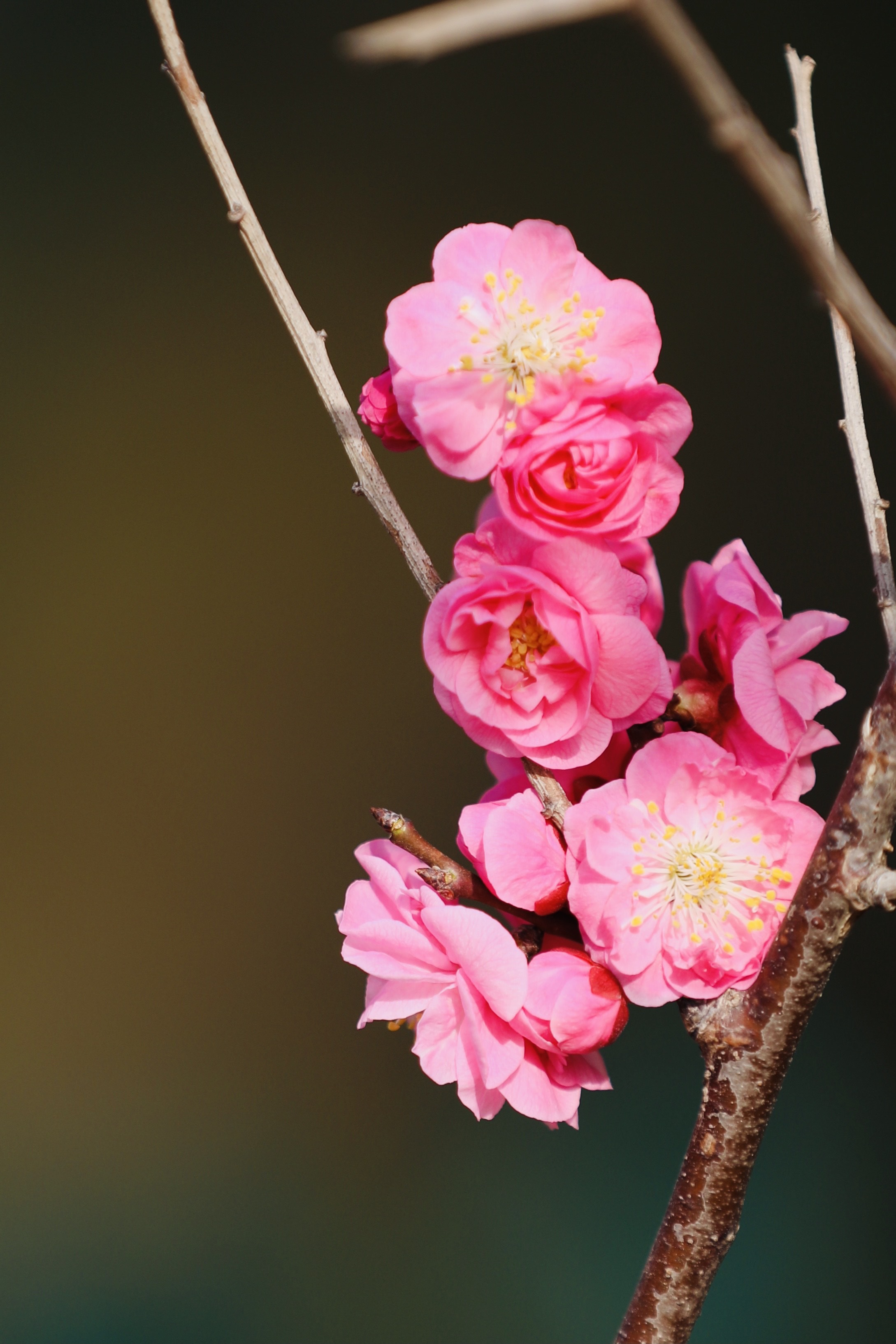 2021年大明湖公园里的梅花盛开着一朵朵粉色的花朵