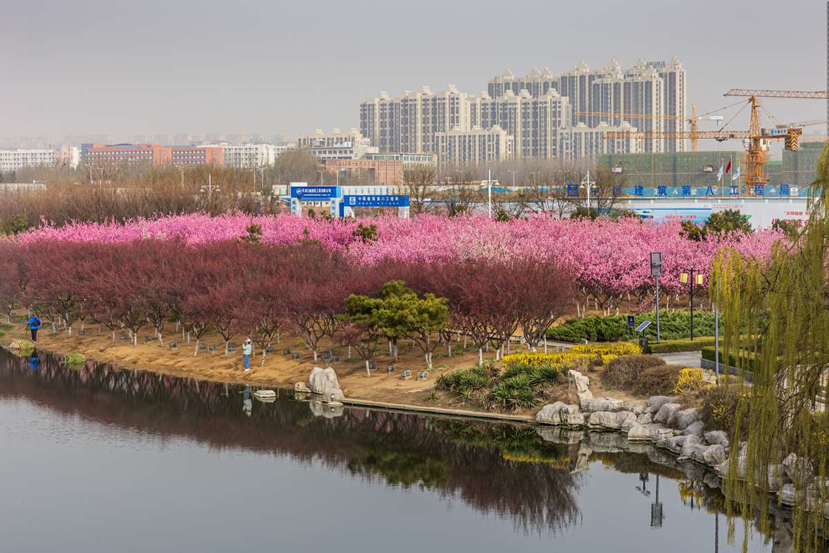 花的海洋:凤凰湖公园