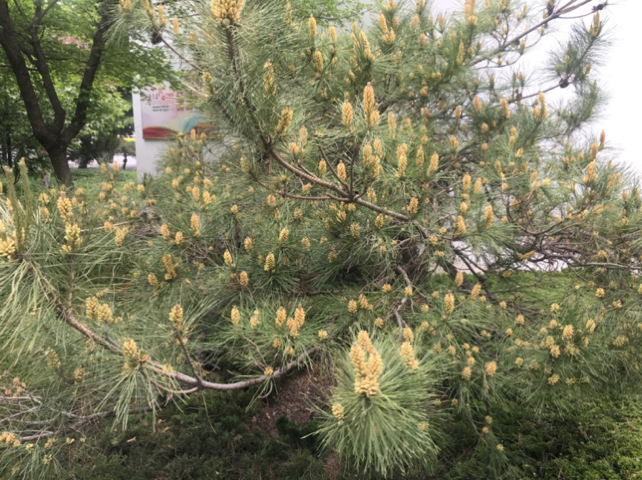 松树开花