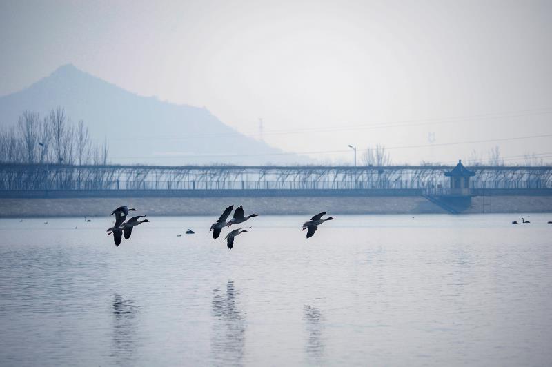 泰安天鹅湖