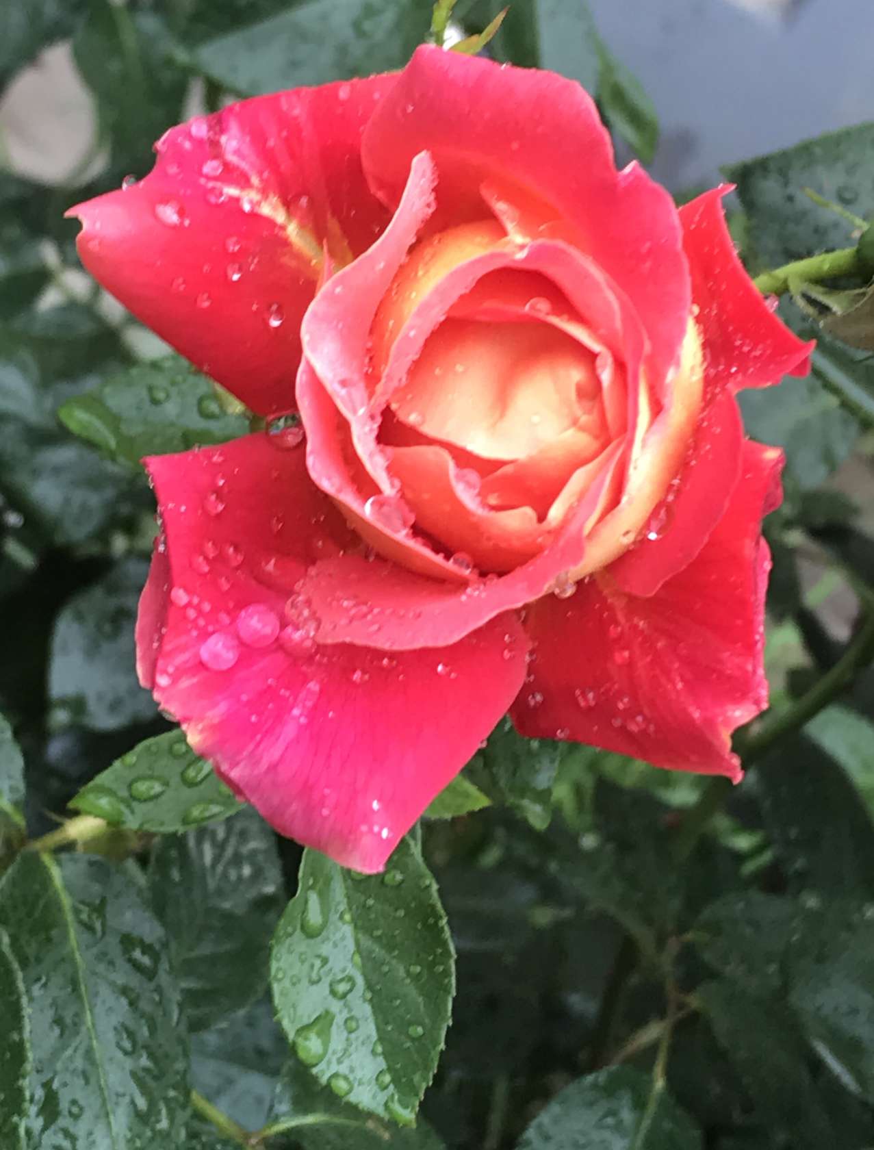 原创雨中玫瑰