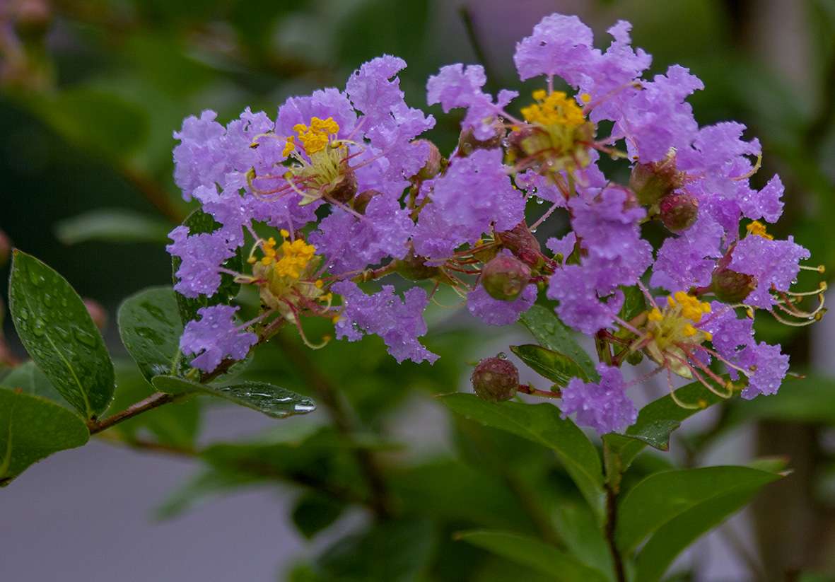 雨后的紫薇花