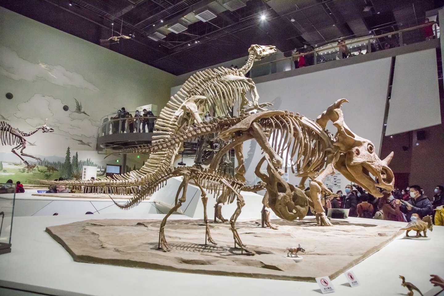 省博物馆来了一群恐龙大年初三首开馆