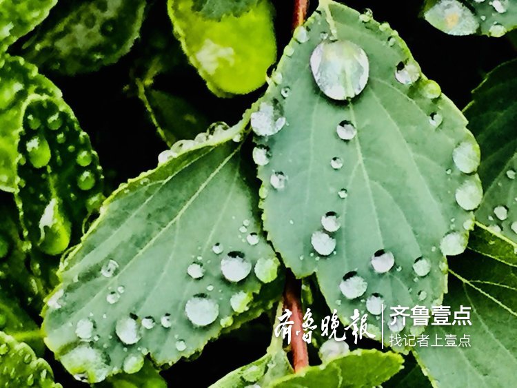 甘霖雨露溫潤欲滴顆顆珍珠晶瑩剔透