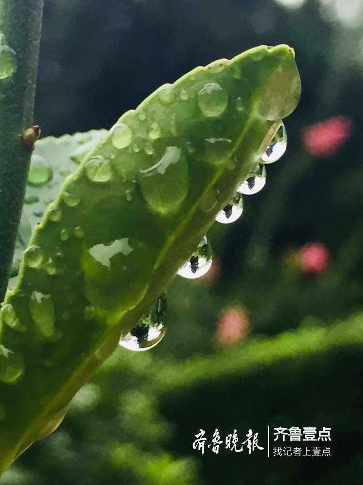 甘霖雨露溫潤欲滴顆顆珍珠晶瑩剔透