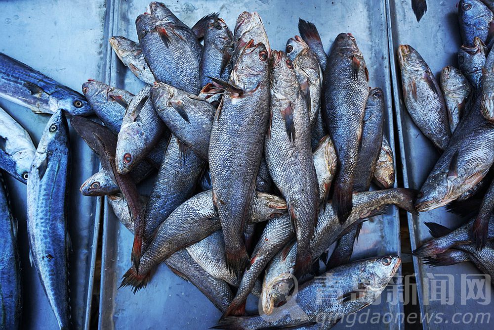 肥肥的海蠣子肉.本地金鉤海米.鮮美的蝦皮.各種海蝦價格實惠.勾子魚.