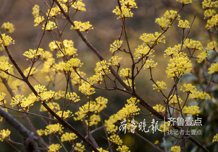 简谱遍插茱萸少一人_遍插茱萸少一人(3)