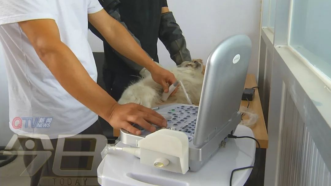 張秀義 青島市犬隻收養服務基地負責人市民可依法依規領養張秀義說