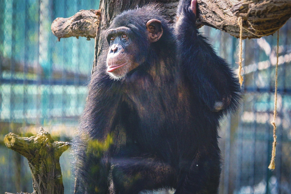 濟南野生動物世界喜迎大明猩