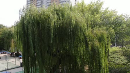 月光下的古槐