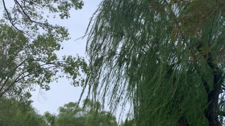秦羽苦修