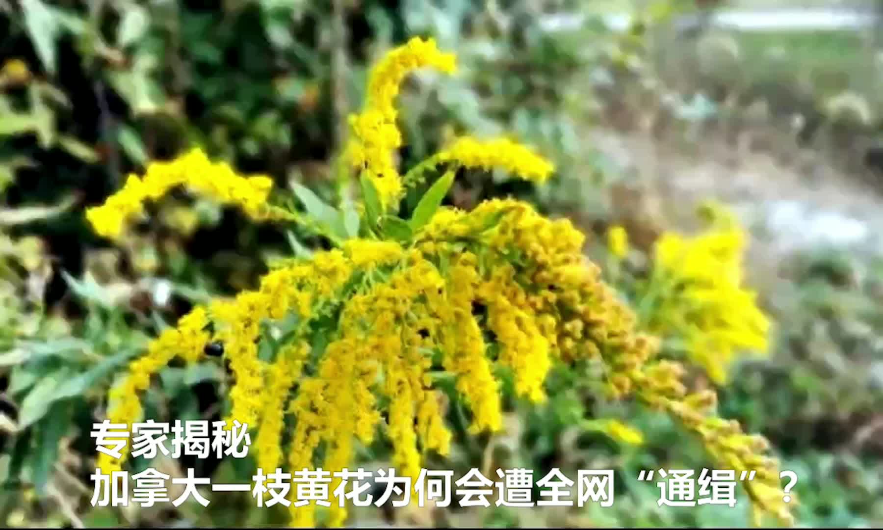第一主板o1bz手机界面图