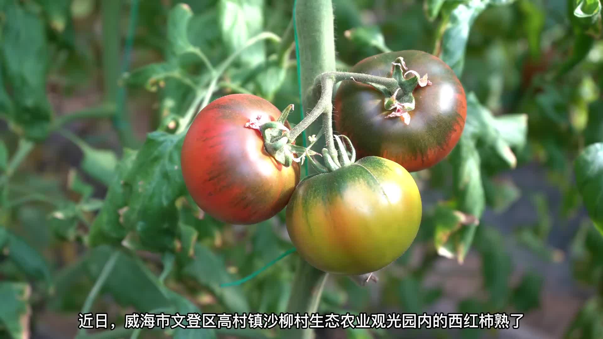 3D走势图示例