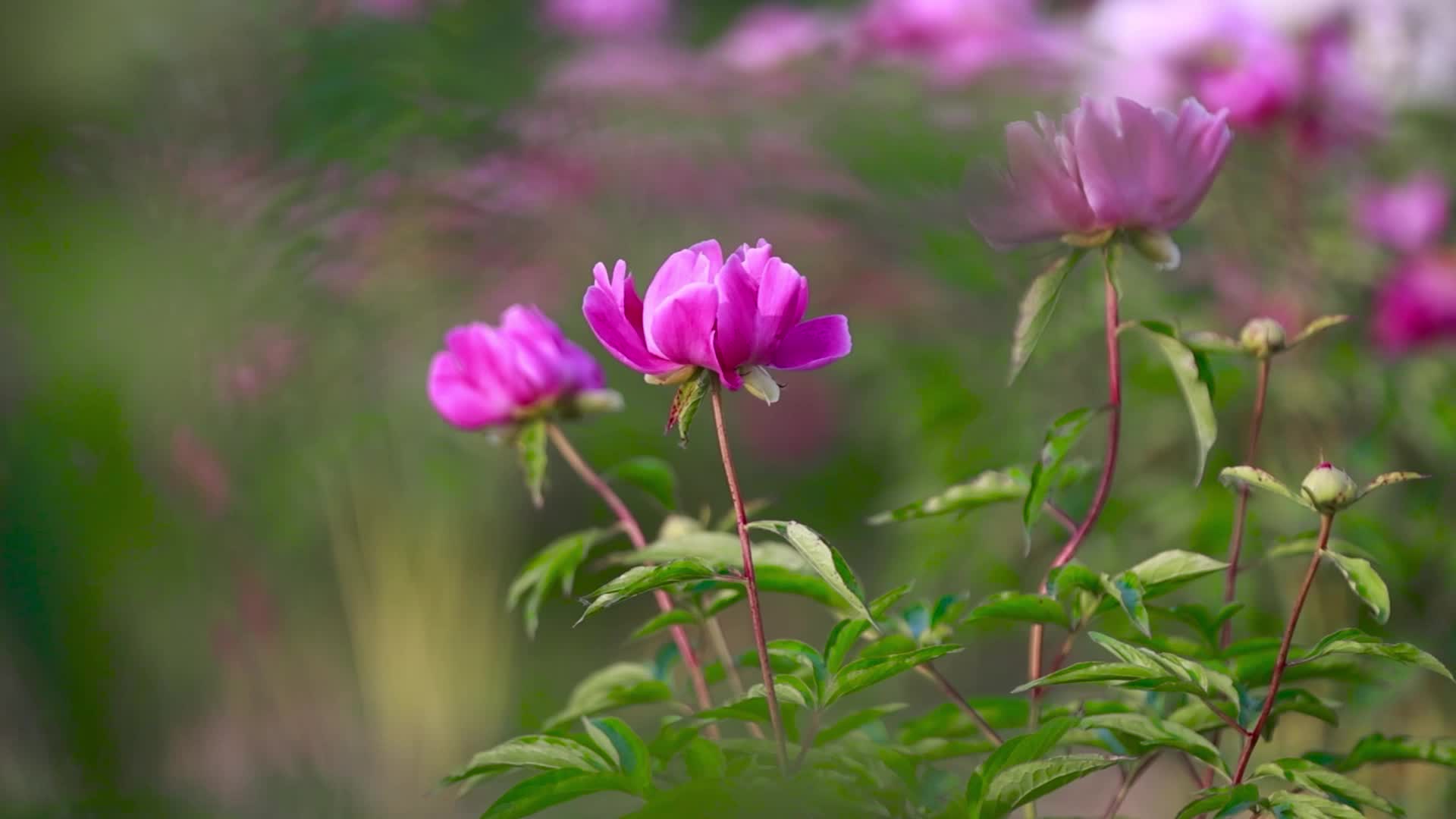 战斗场景