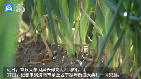 Krita示例