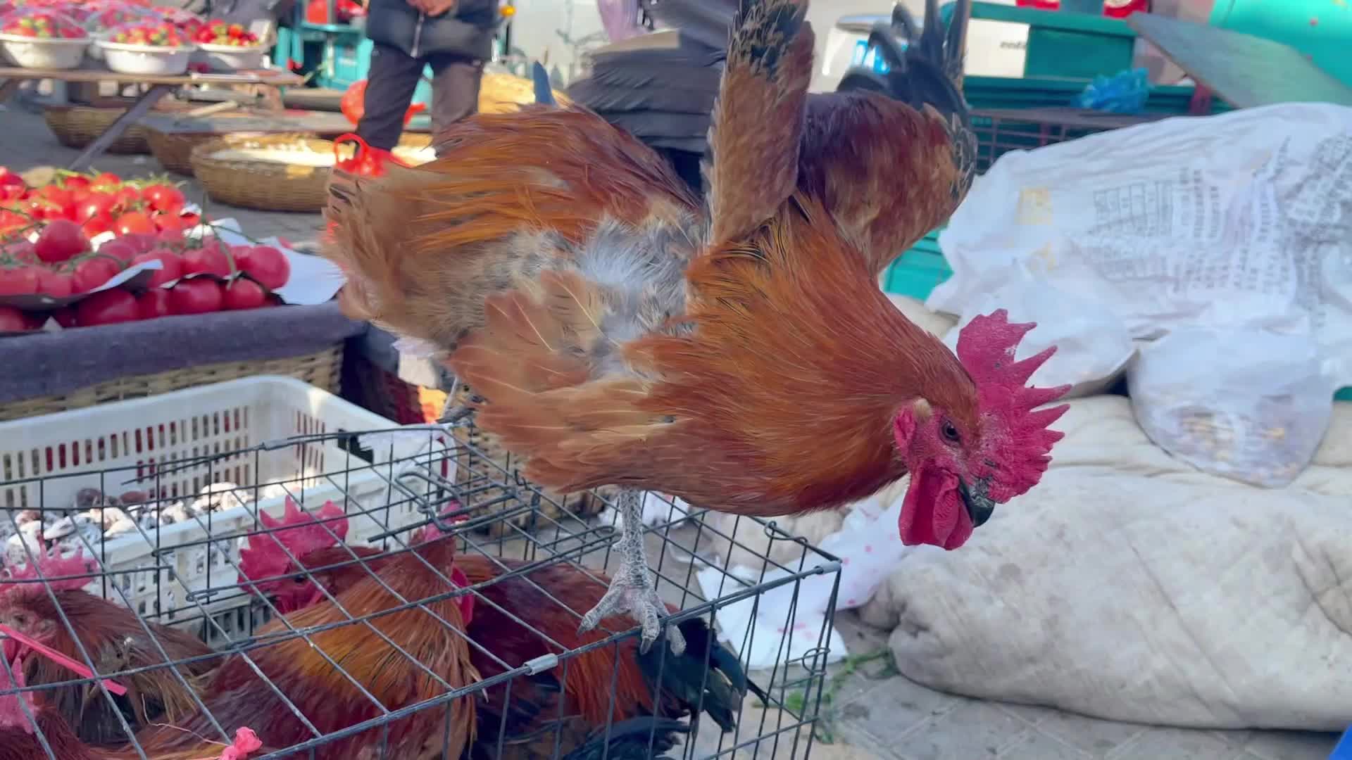 博雅第一次面对榜一大哥