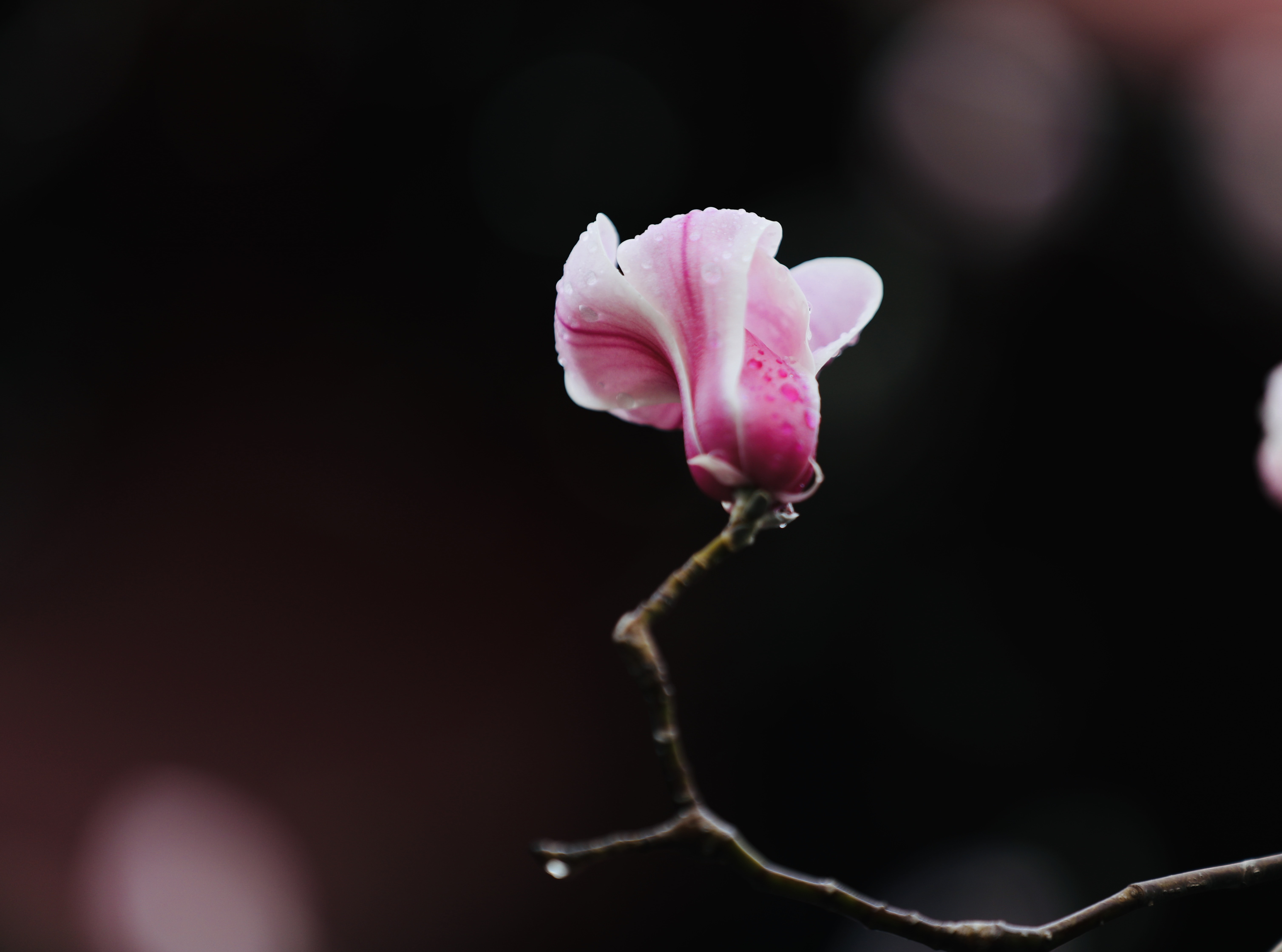 独秀一枝花!雨露滋润中的玉兰花!