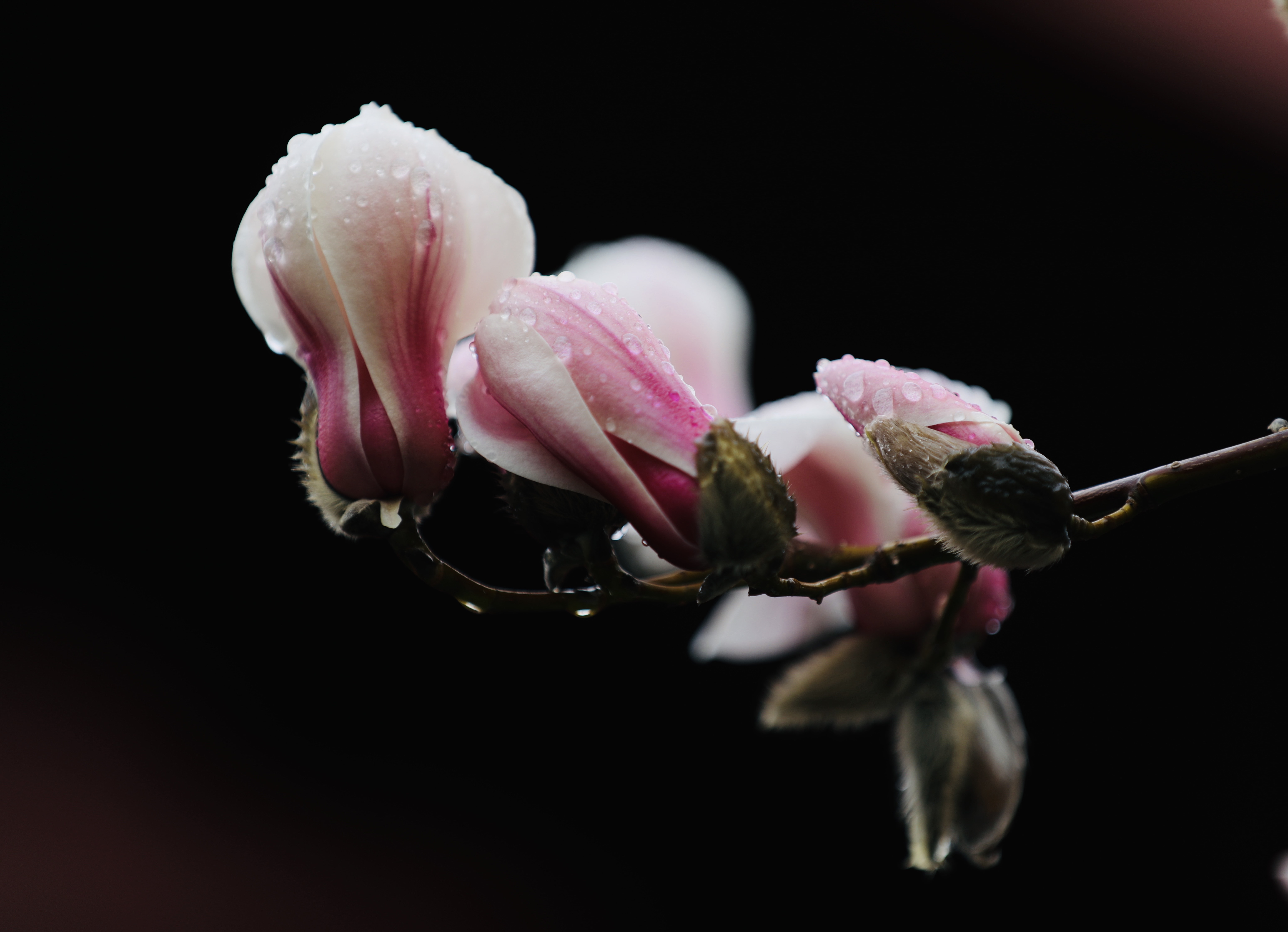 雨露滋润中的玉兰花!独秀一枝花!美丽动人!玉兰花开富贵!