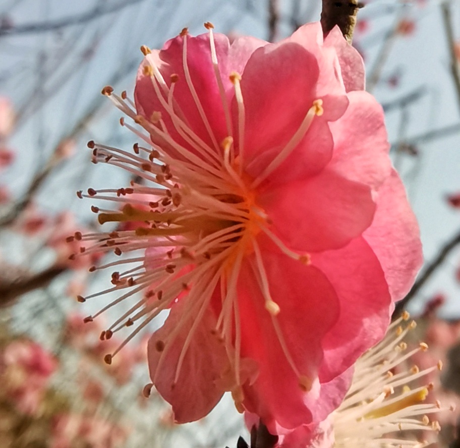 乌梅花成都图片