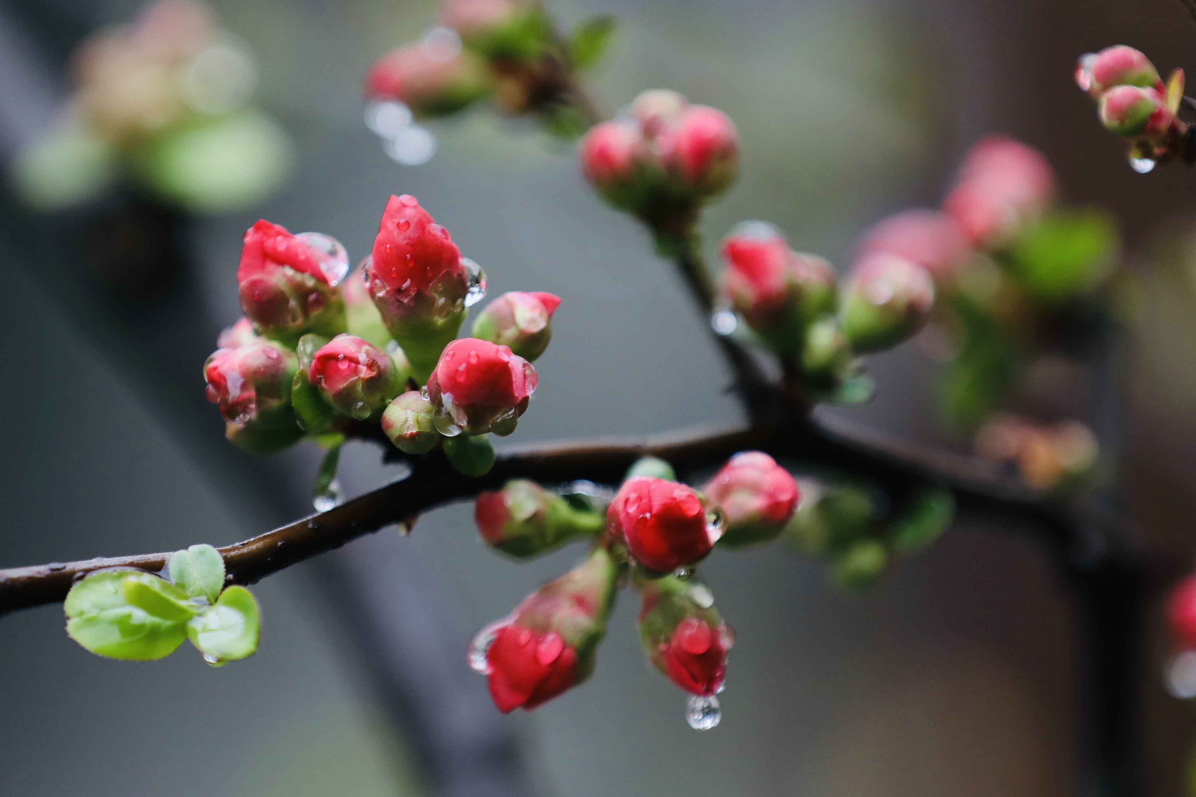 2021年2月24日夜,泉城济南下了一场小雨,雨露滋润中的海棠花,春雨润物