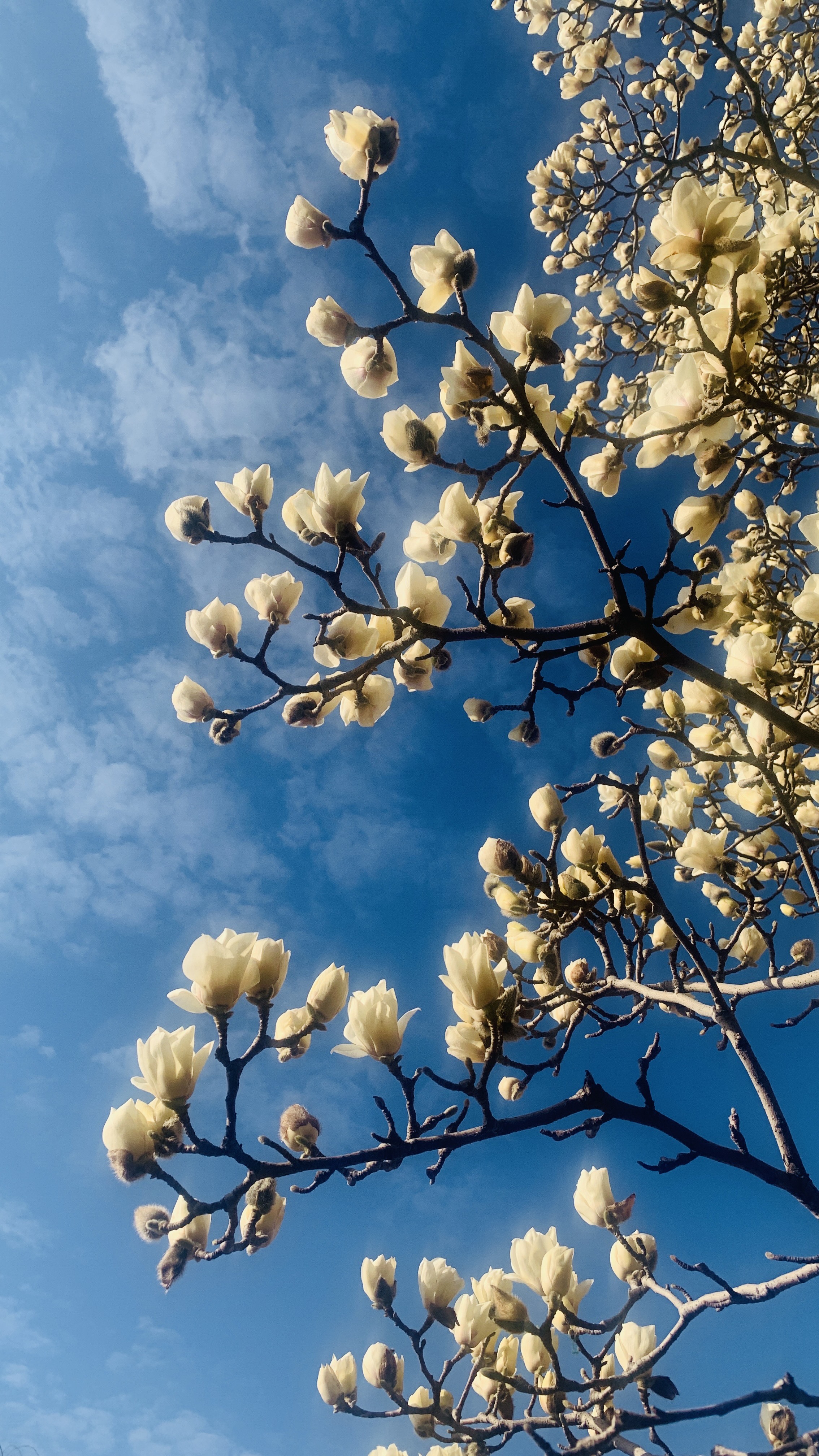 大明湖的白色玉兰花,在蓝天白云下,朵朵怒放的花,香味浓郁传四方!