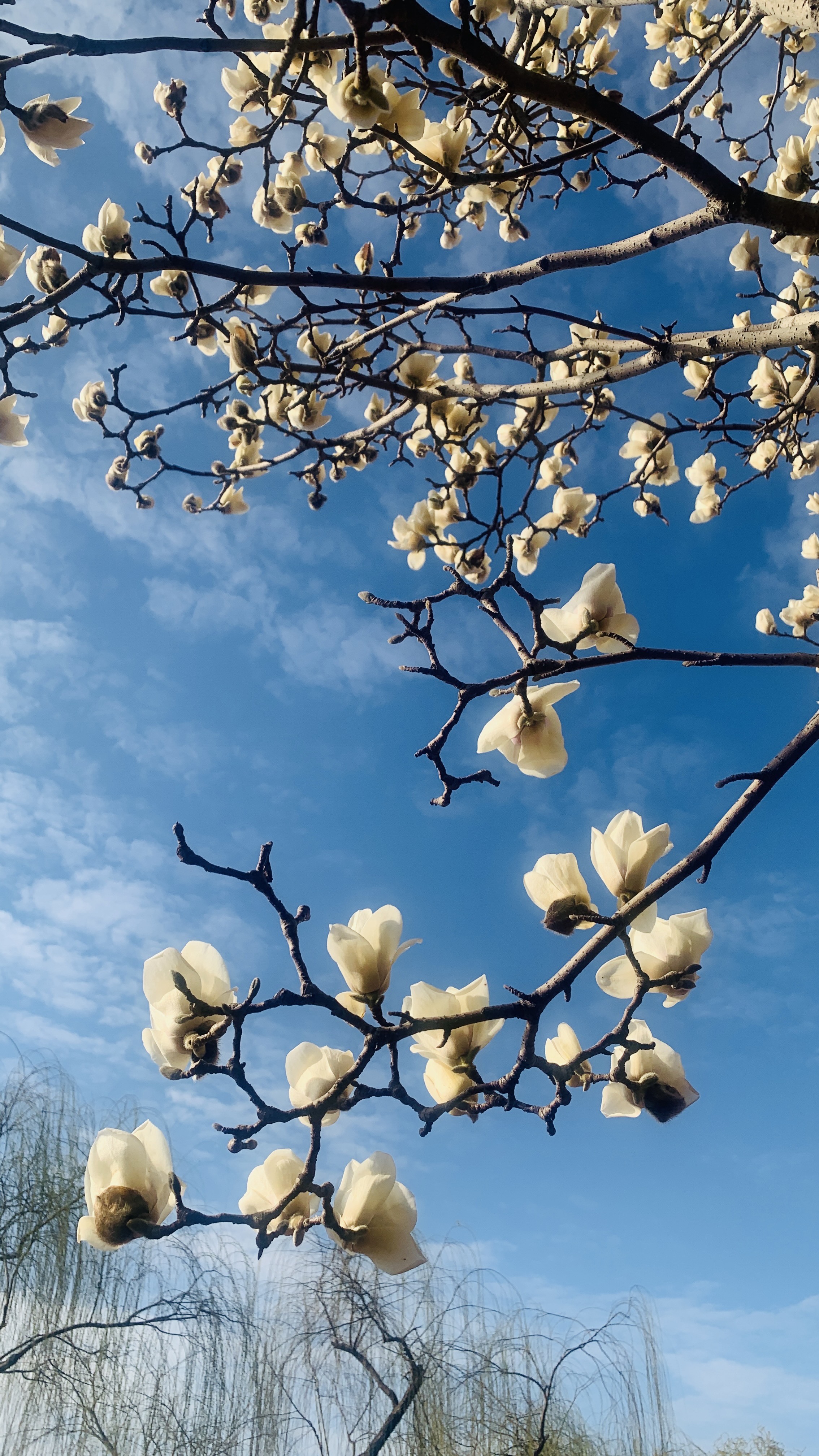 大明湖的白色玉兰花在蓝天白云下朵朵怒放的花香味浓郁传四方