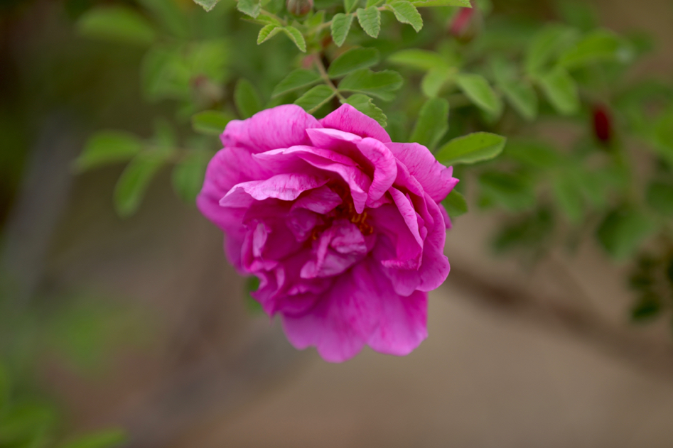 济南市市花,玫瑰花