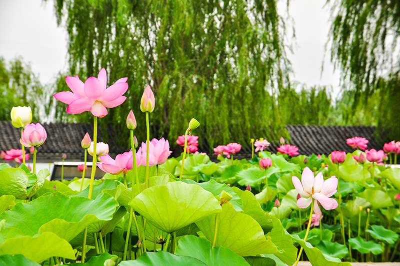 輕舟劈波白洋淀流連荷花大觀園