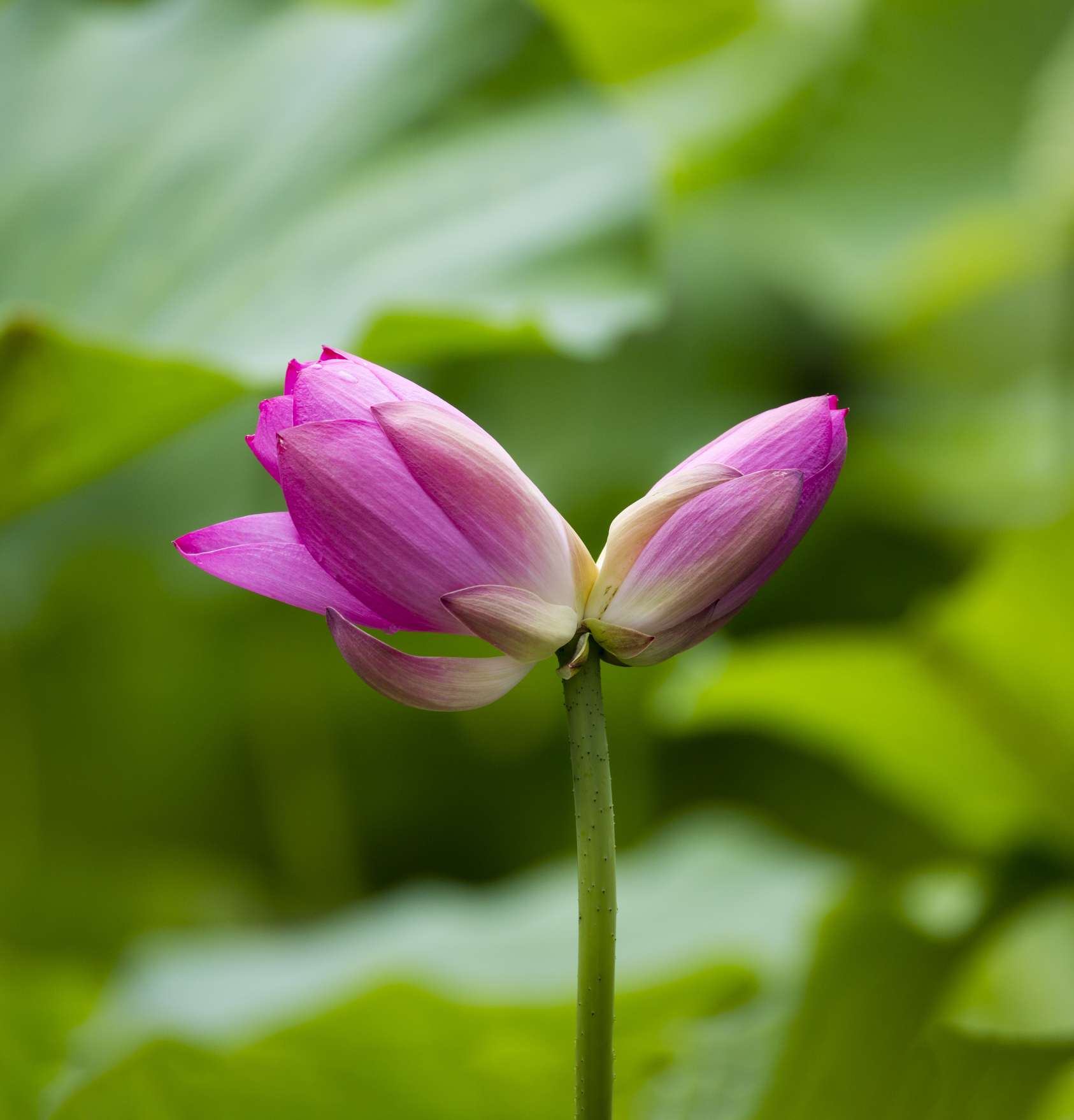 大明湖并蒂莲开花了