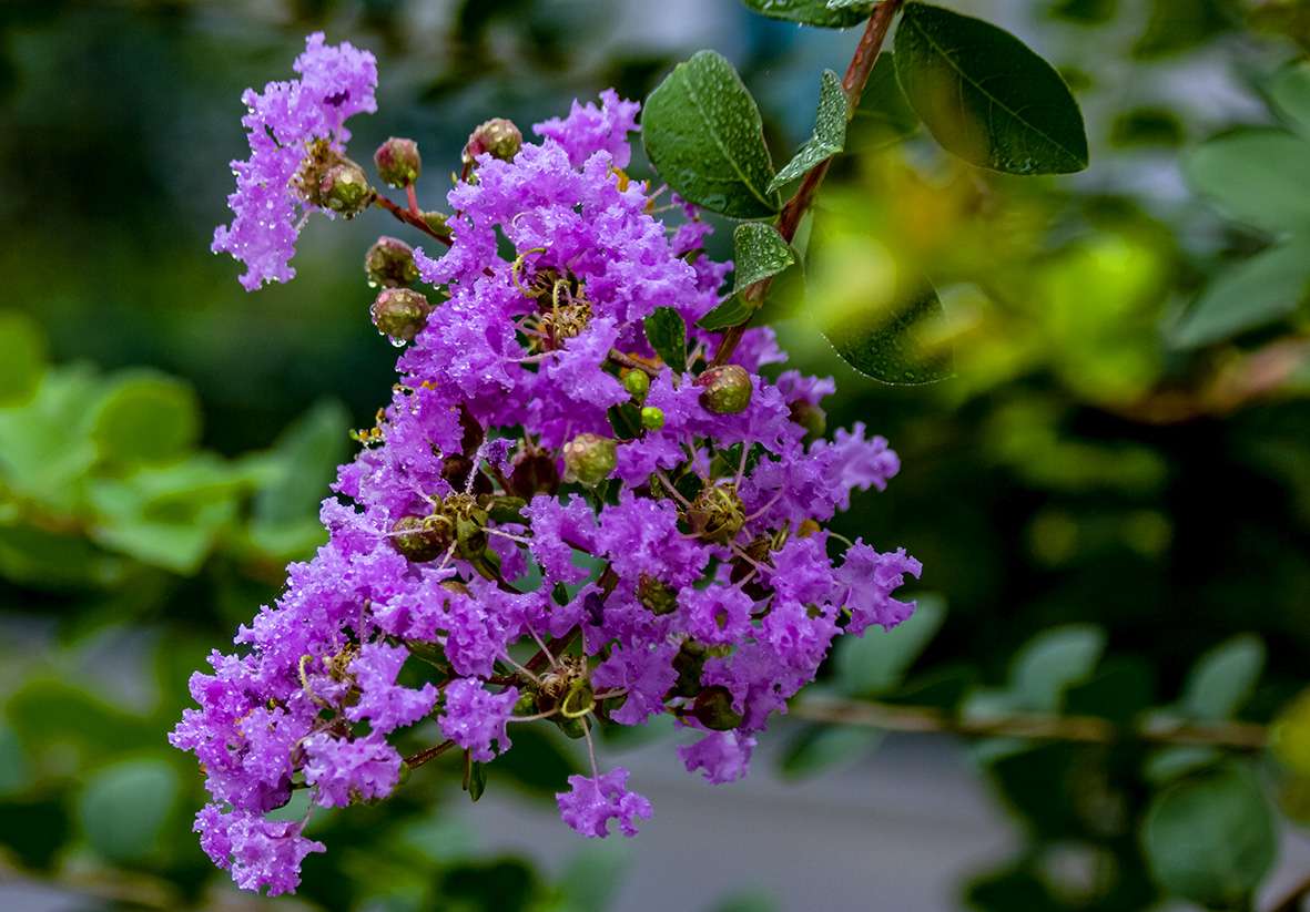 紫薇花很清晰的图片图片