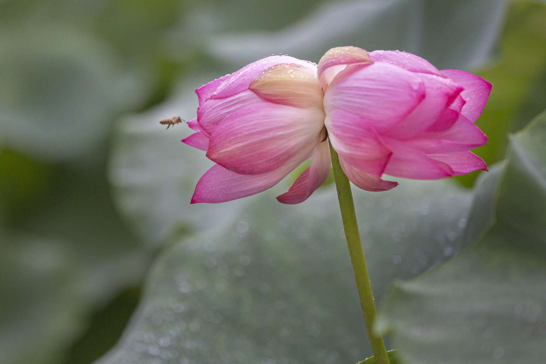 罕见;同根情花并蒂莲 - 海报新闻