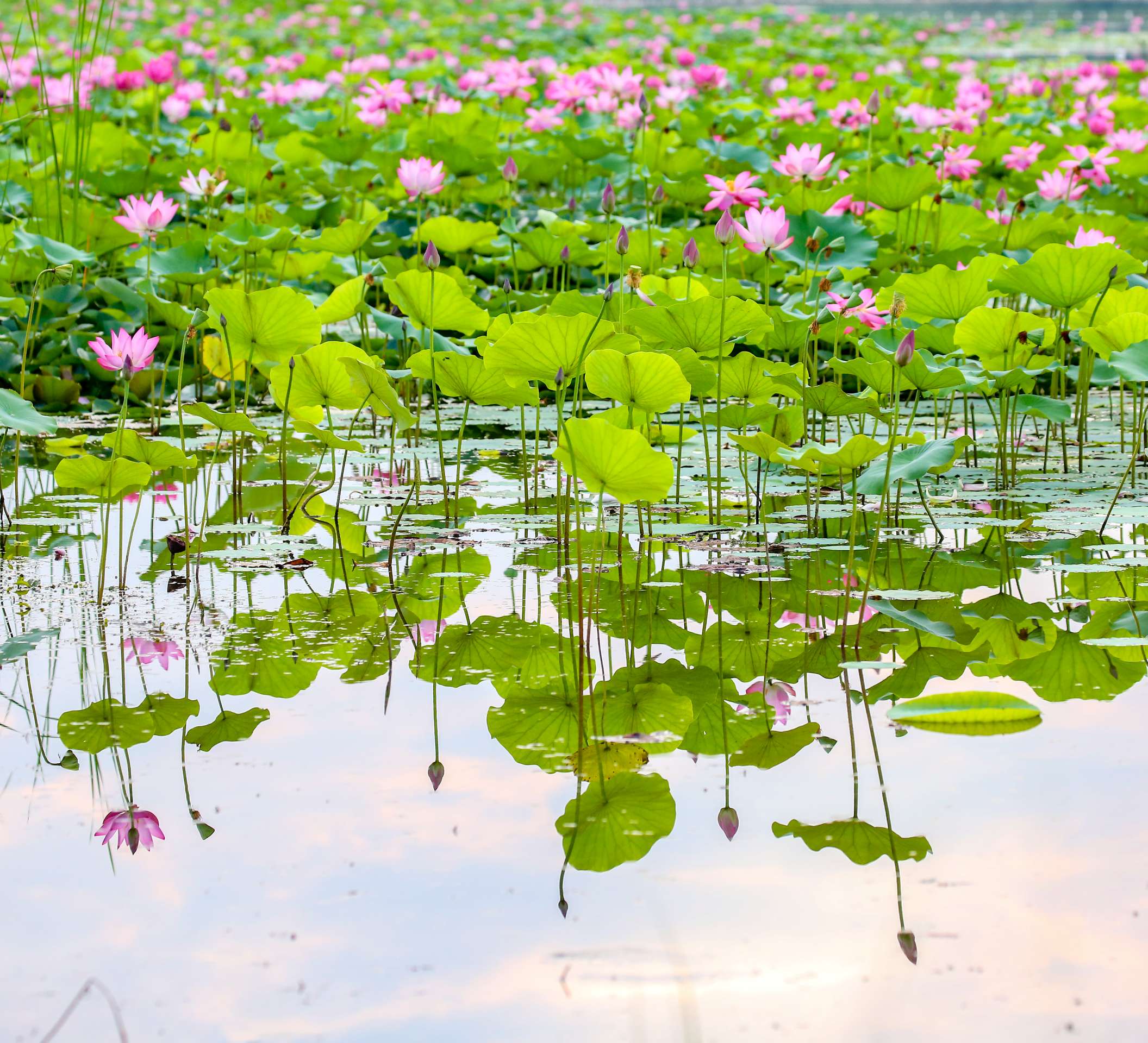 荷花池真实 风景图片图片