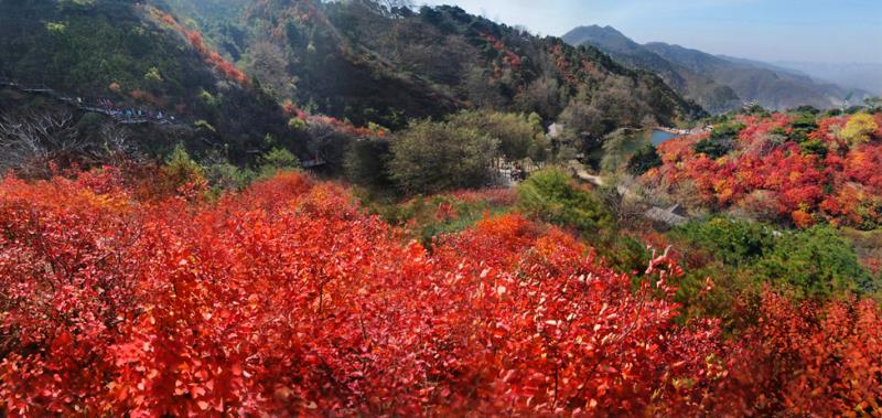 九如山红叶最佳观赏期图片