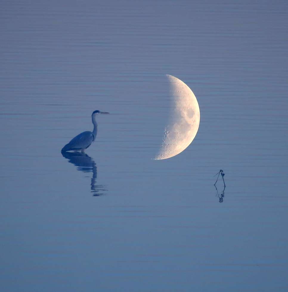 月光下的龙湖静悄悄悠闲的鸟儿好安逸