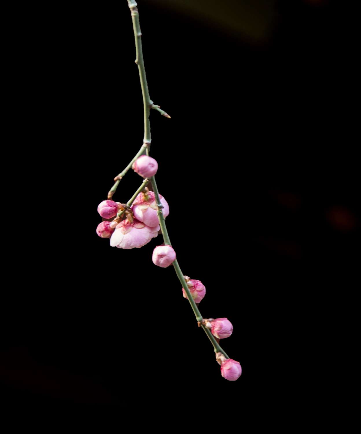 美丽梅花黑背景摄影