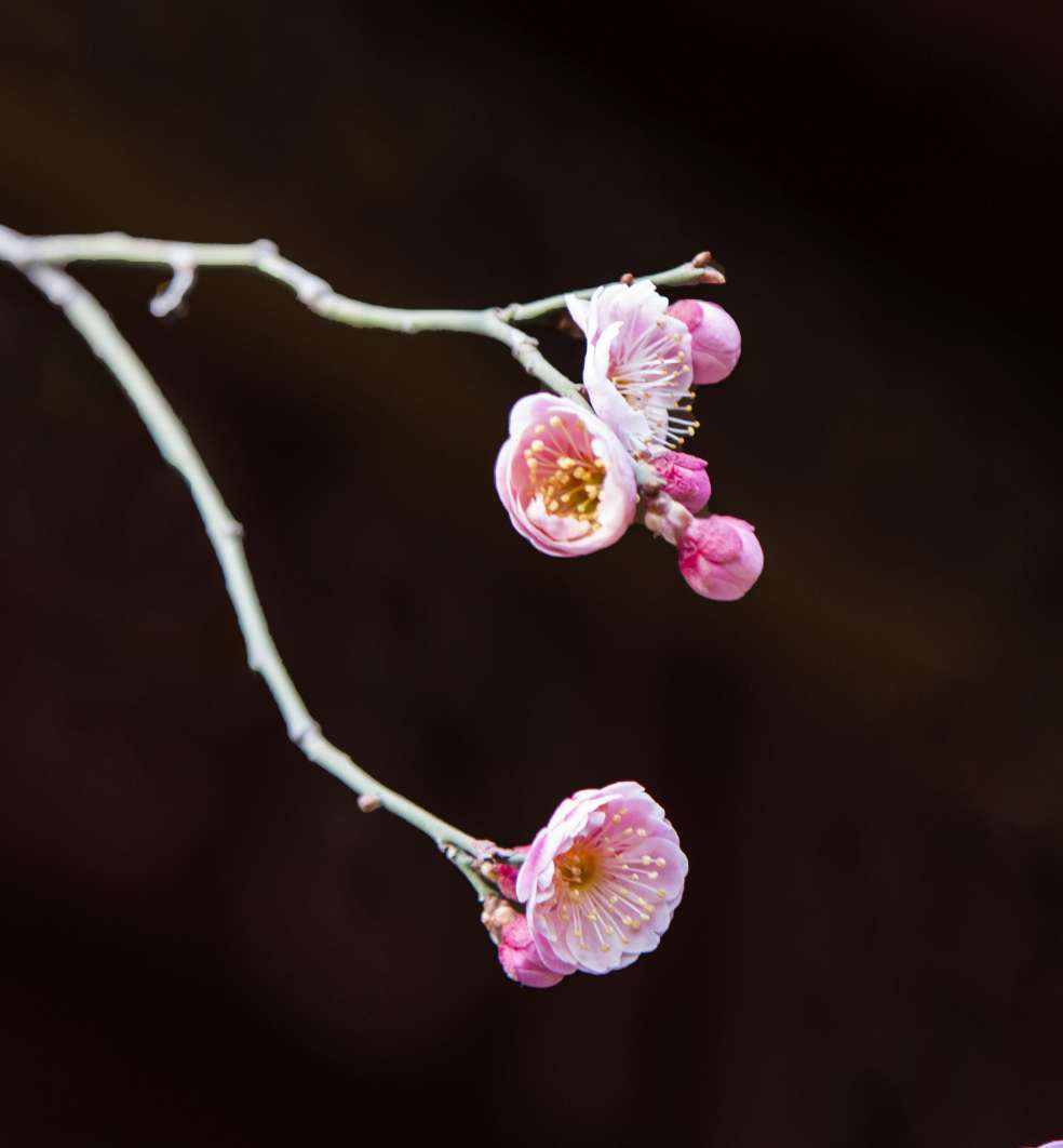 美丽梅花黑背景摄影