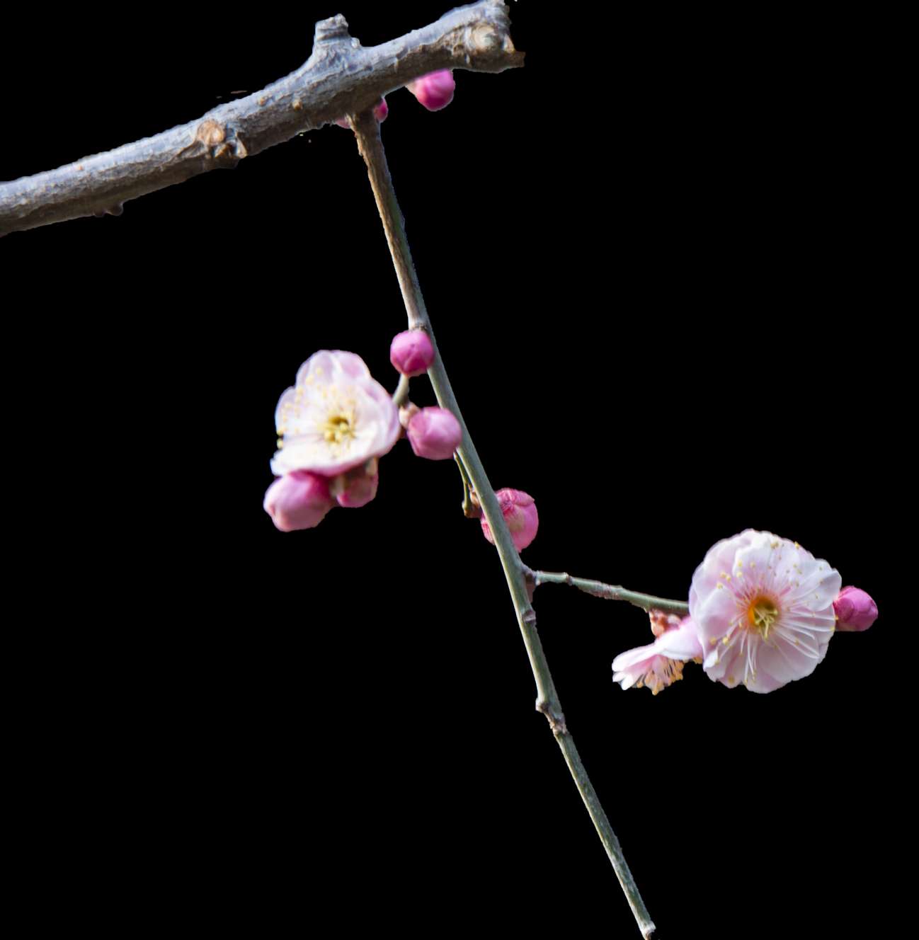 美丽梅花黑背景摄影