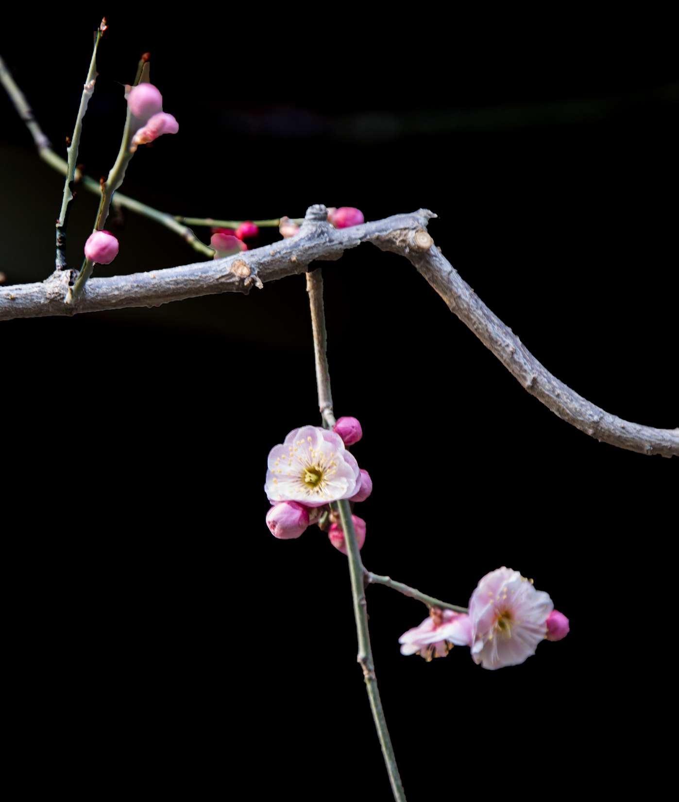 美丽梅花黑背景摄影