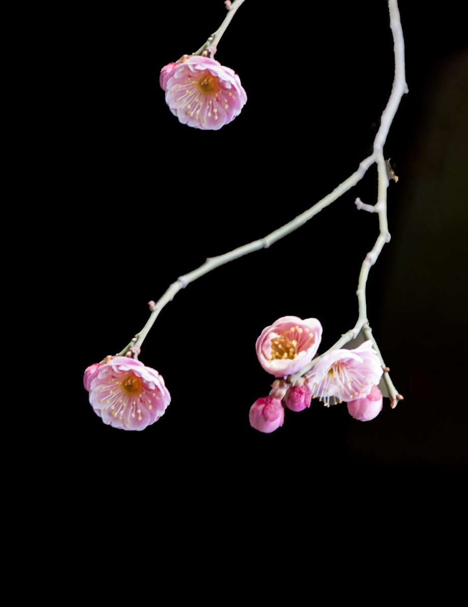 美丽梅花黑背景摄影